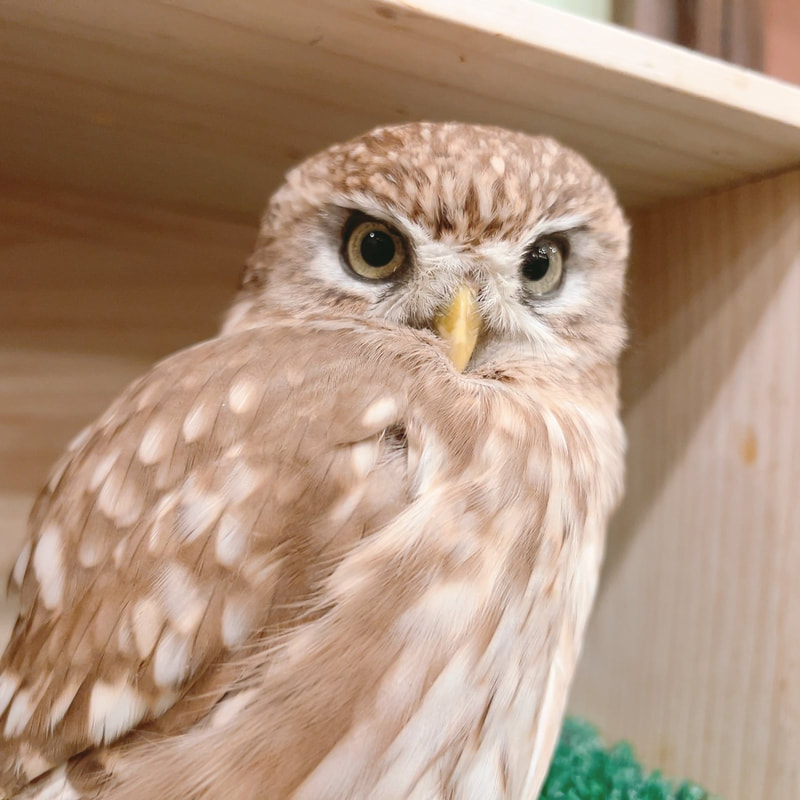 Tawny Owl - cute - Owl - Owl Cafe - Harajuku - Tokyo - Shibuya - Owl Village - Birthday -  Litlle Owl