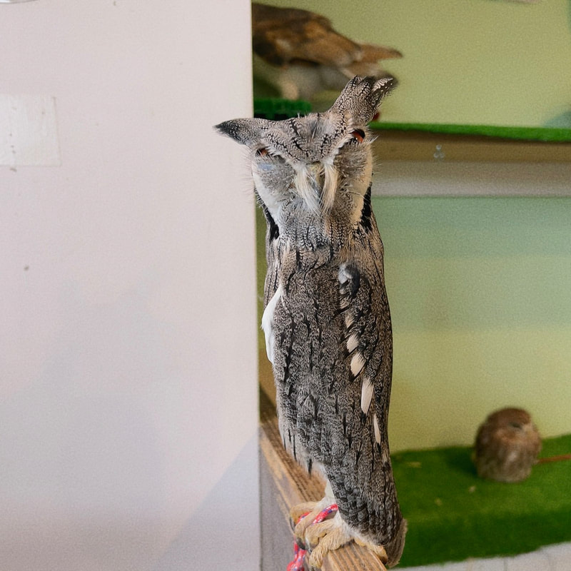 White Faced Scoops Owl - Bengal Eagle Owl - crow - mimic - scary - cute - tree - owl - owl cafe - Harajuku - Tokyo - Shibuya - Owl Village
