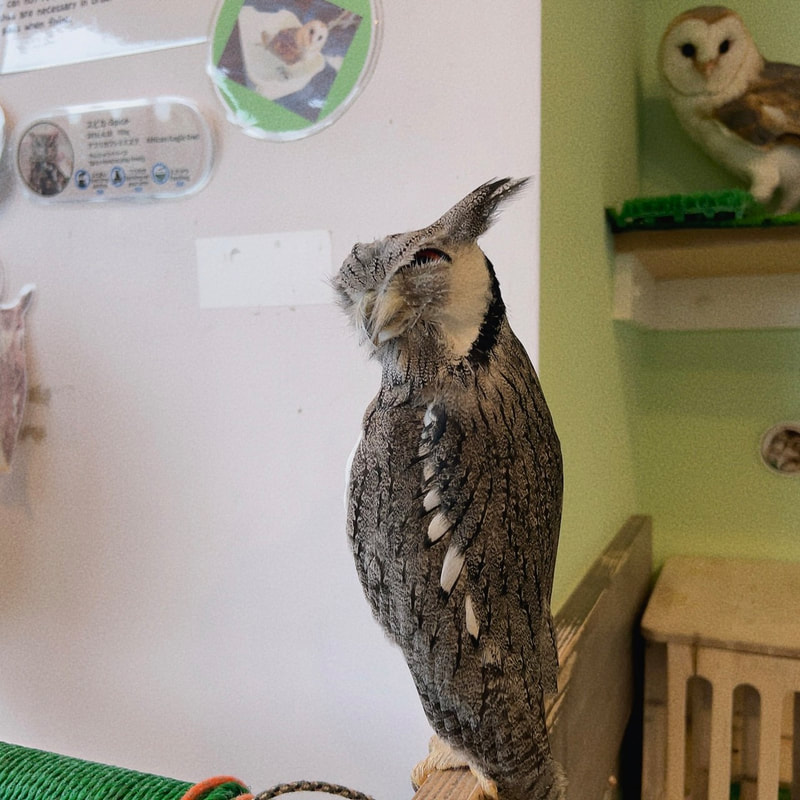 White Faced Scoops Owl - Bengal Eagle Owl - crow - mimic - scary - cute - tree - owl - owl cafe - Harajuku - Tokyo - Shibuya