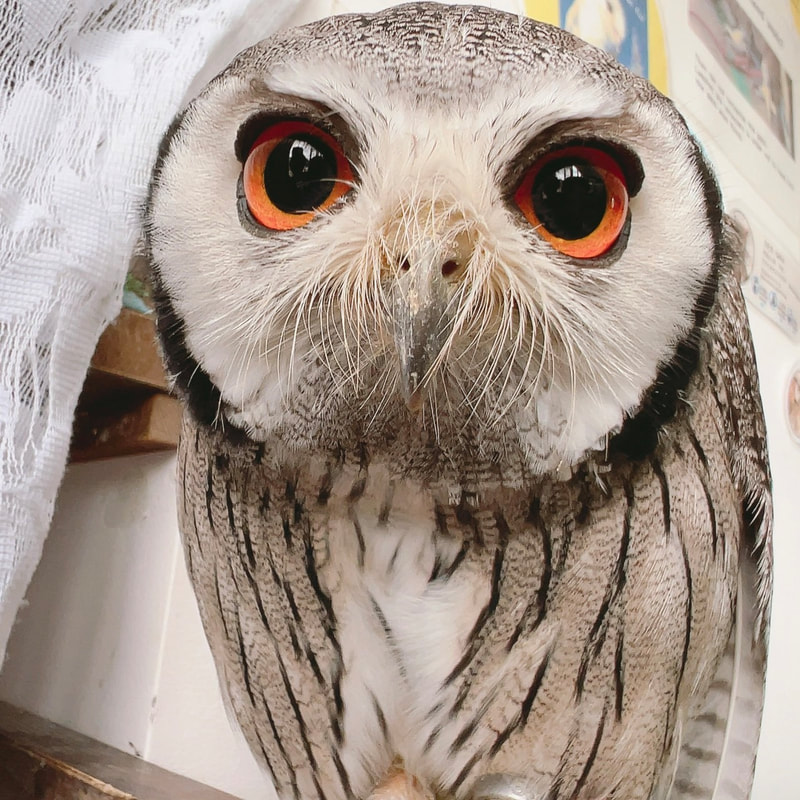 White Faced Scoops Owl - crow - mimic - scary - cute - tree - owl - owl cafe - Harajuku - Tokyo - Shibuya - Owl Village