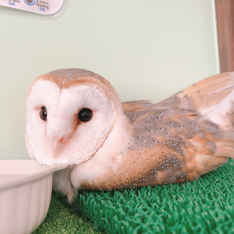 Barn owl - senior - junior - cute - vacation - relax - duck sleeping - owl village - owl - owl cafe - Harajuku - Tokyo 