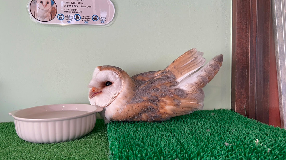 Barn owl - senior - junior - cute - vacation - relax - duck sleeping - owl village - owl - owl cafe - Harajuku - Tokyo - Shibuya