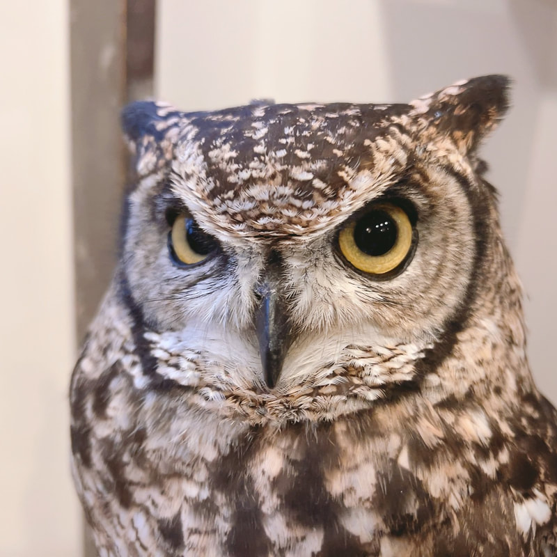Spottedowl- african eagle owl - cute - touching - owl - owl cafe - harajuku - tokyo - shibuya
