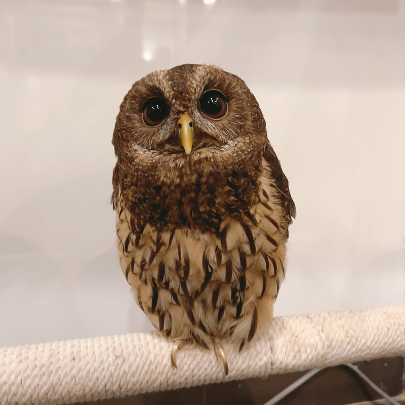 little owl - cute - birthday - owl village - owl cafe - harajuku - owls - harajuku - shibuya - tokyo - popularity contest - mottled owl