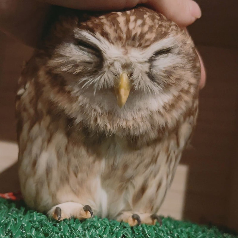little owl - cute - birthday - owl village - owl cafe - harajuku - owls - harajuku - shibuya - tokyo - popularity contest 