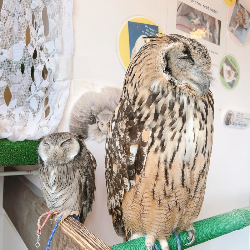 white faced Scops Owl - Indian Eagle Owl - sisters - friendship - healing - popular spot - power spot - owl cafe - Harajuku - owls - Shibuya - Tokyo - Owl Village