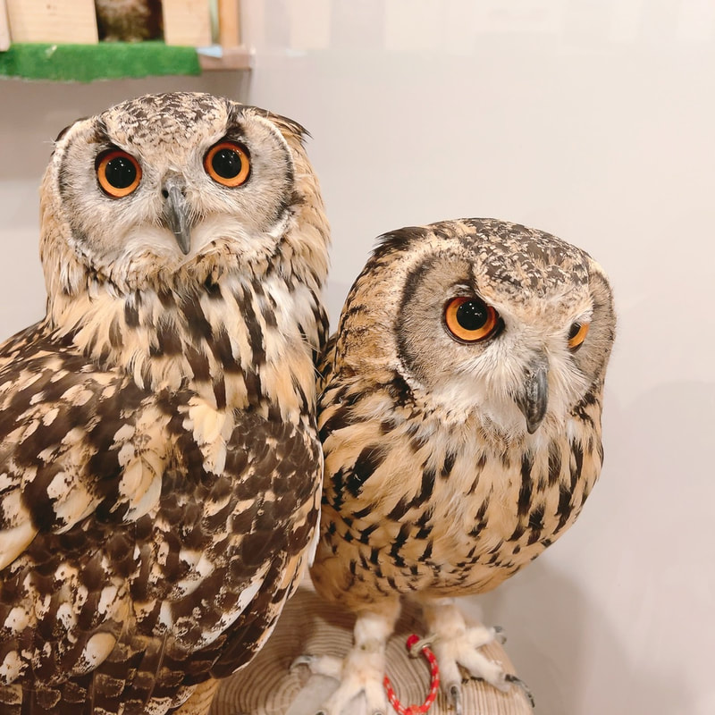 Indian Bengal Eagle Owl - sisters - friendship - healing - popular spot - power spot - owl cafe - Harajuku - owls - Shibuya - Tokyo - Owl Village