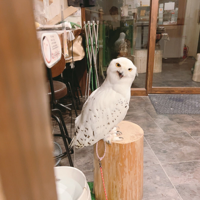 Snowy owl - cute - Hedwig - Owl Village - Owl Cafe - Harajuku - Shibuya - Tokyo - owl