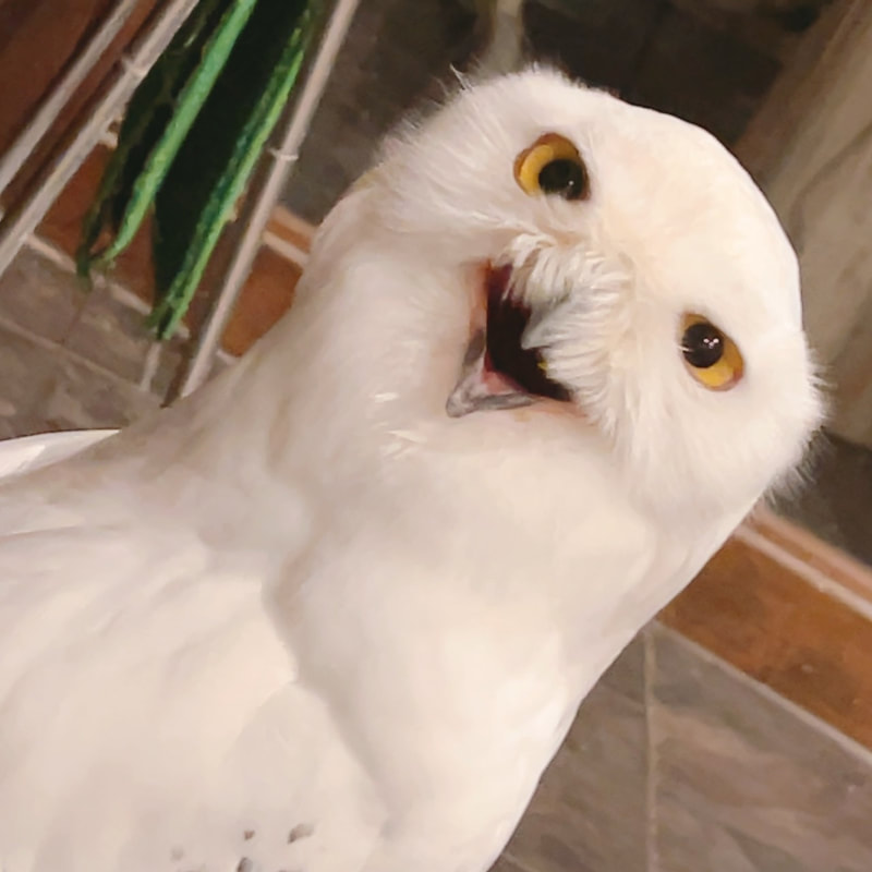 Snowy owl - cute - Hedwig - Owl Village - Owl Cafe - Harajuku - Shibuya - Tokyo - owl - funny face