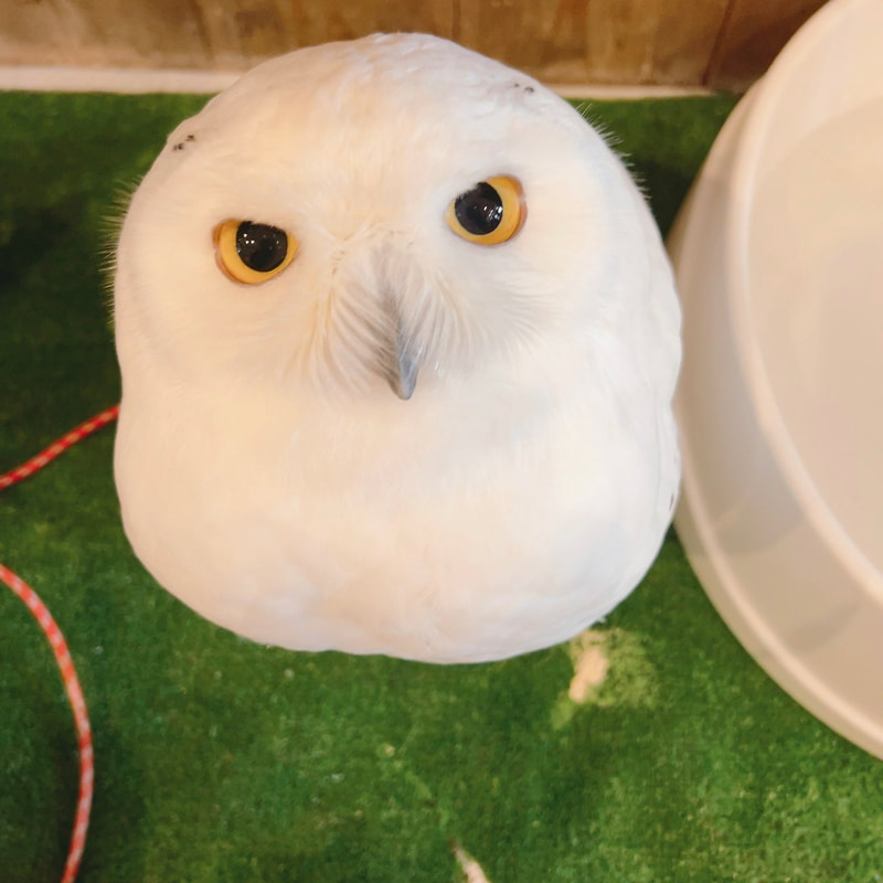 Snowy owl - cute - Hedwig - Owl Village - Owl Cafe - Harajuku - Shibuya - Tokyo - owl - funny face-HalleyPotter