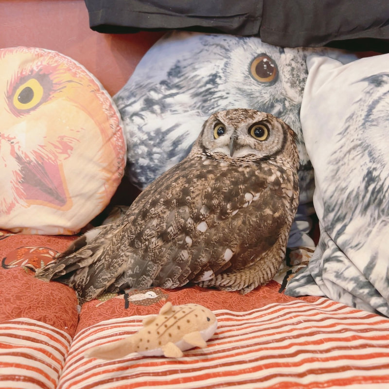 Owl Village - Owl Cafe - Harajuku - cute - naughty - Tokyo - Shibuya - African Eagle Owl - popularity contest - youngest - herbivore boy