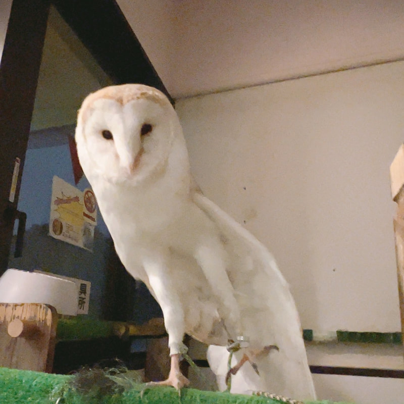 Owl Village - Owl Cafe - Harajuku - cute - naughty - Tokyo - Shibuya  - Barn Owl - popularity contest - youngest - herbivore boy