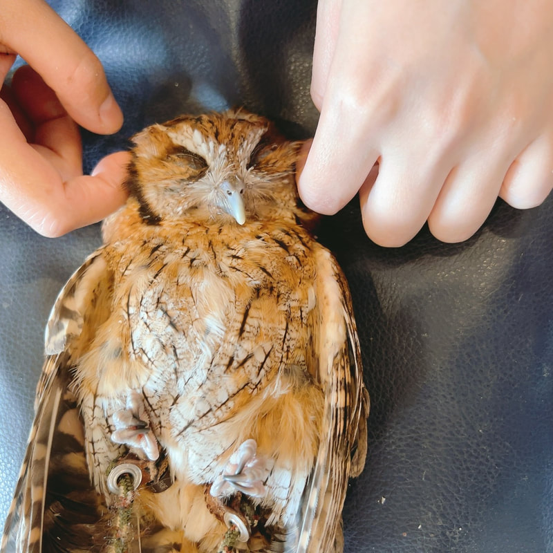 Tropical screech owl - maintenance - claws - beak - cute - owl village ₋ owl cafe - Harajuku ₋ Shibuya ₋ Tokyo ₋ head spa 