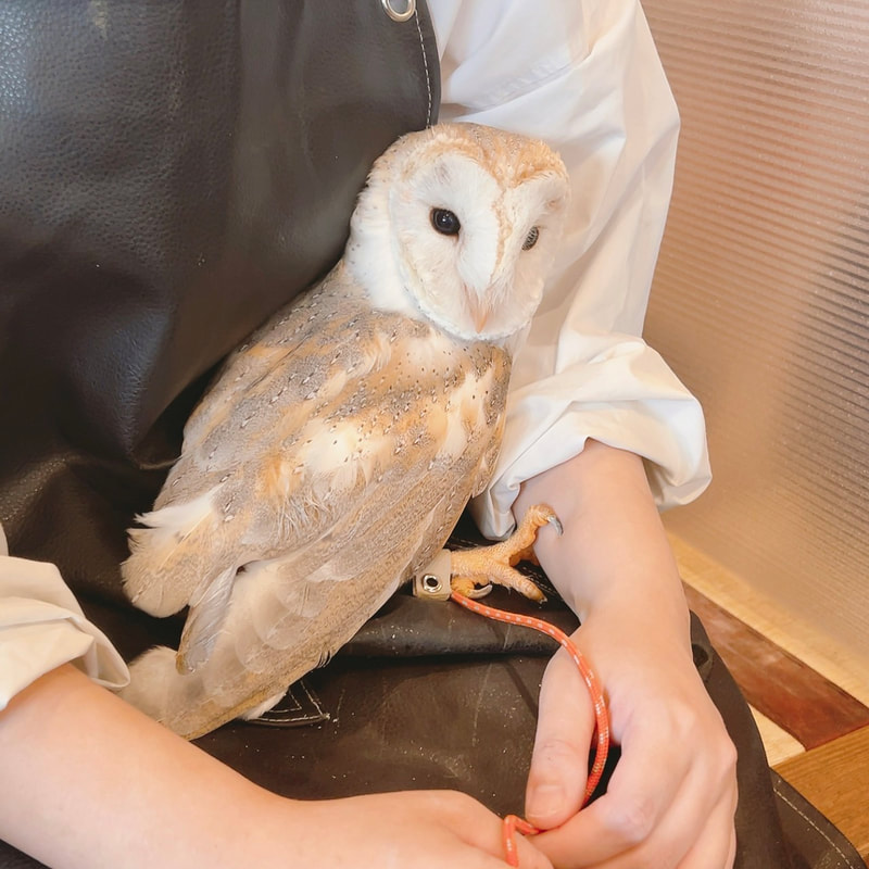 Tropical screech owl - maintenance - claws - beak - cute - owl village ₋ owl cafe - Harajuku ₋ Shibuya ₋ Tokyo ₋ head spa - barn owl 