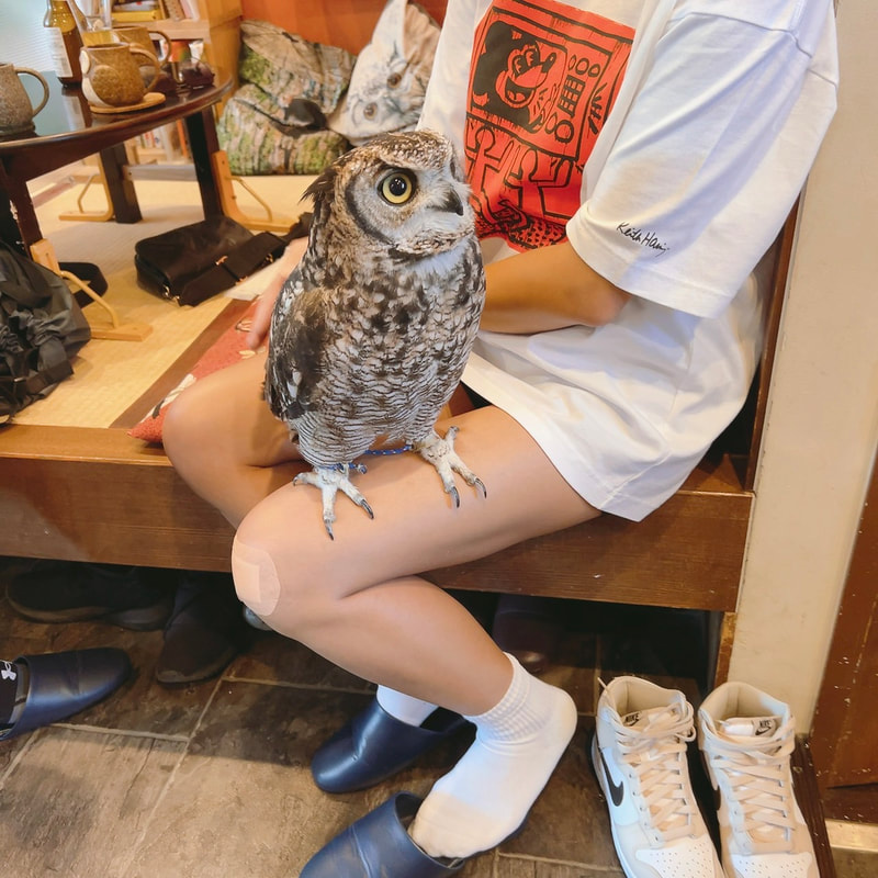 Spotted Eagle Owl - Cute - Fluffy - Owl - New Service - Start - Summer Vacation - Special - Owl Cafe - Harajuku - Shibuya - Tokyo
