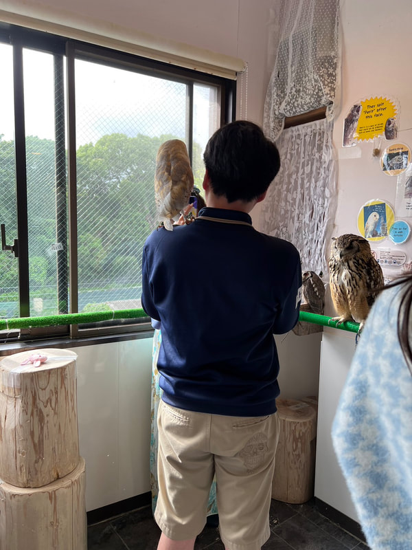 Spotted Eagle Owl - Cute - Fluffy - Owl - New Service - Start - Summer Vacation - Special - Owl Cafe - Harajuku - Shibuya - Tokyo - Japan₋barnowl