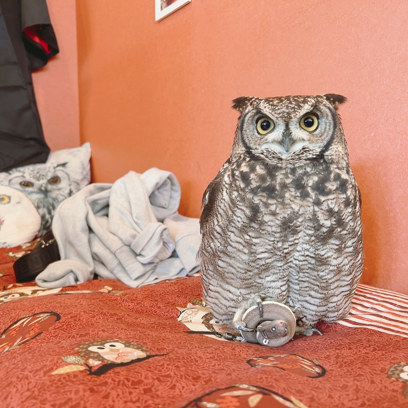Spotted Eagle Owl - Cute - Fluffy - Owl - New Service - Start - Summer Vacation - Special - Owl Cafe - Harajuku - Shibuya - Tokyo - Japan