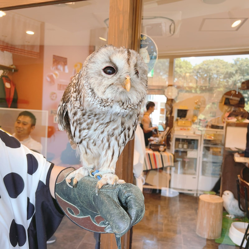 Ural Owl-Tawny Owl-Hybrid-Mix-Training-Armrest-Station-Cute-Mofu-Mofu-Owl Cafe-Harajuku₋Tokyo₋Shibuya₋Training