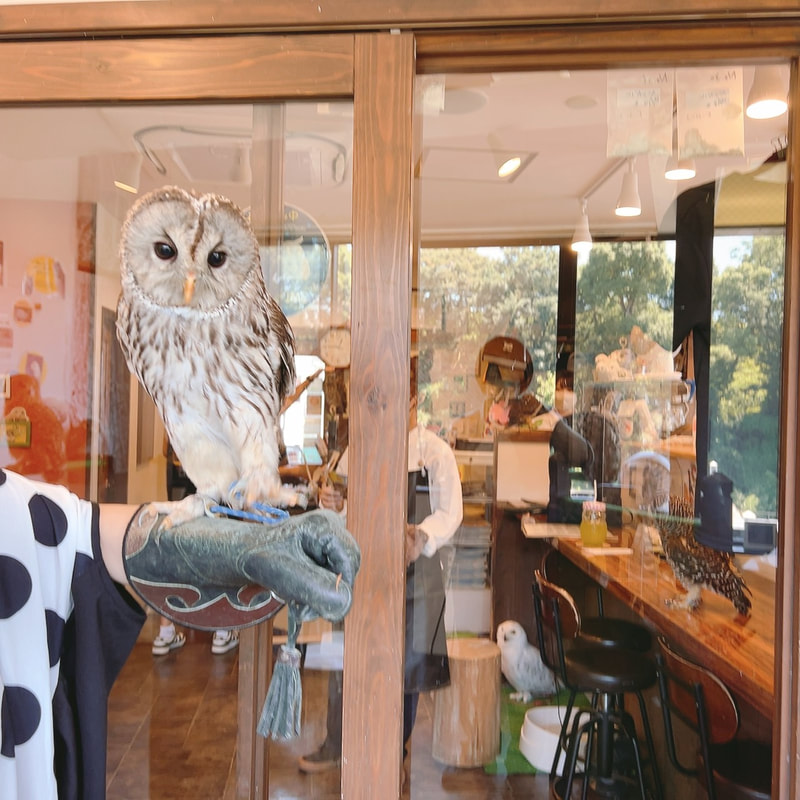 Ural Owl-Tawny Owl-Hybrid-Mix-Training-Armrest-Station-Cute-Mofu-Mofu-Owl Cafe-Harajuku₋Tokyo₋Shibuya