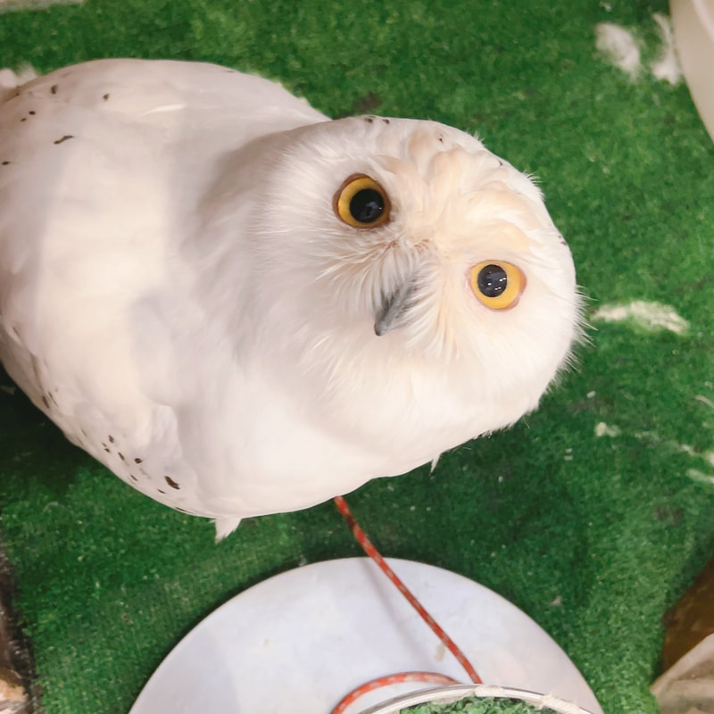 African Eagle Owl - cute - touching - owl - owl cafe - Harajuku - Tokyo - Shibuya - ₋popular - voting ₋brun owl - snowy owl
