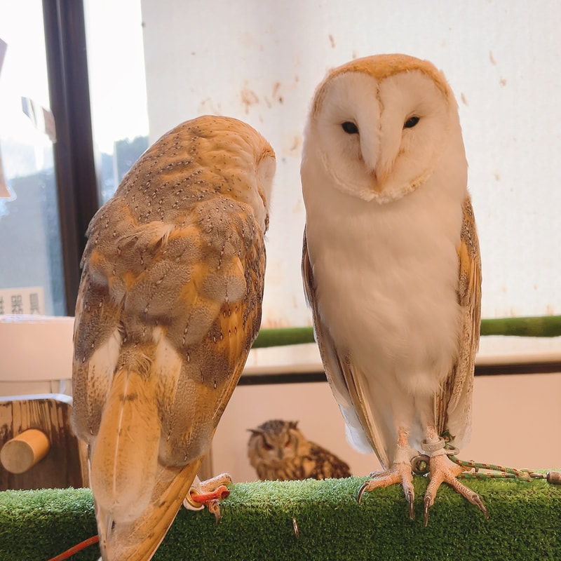 African Eagle Owl - cute - touching - owl - owl cafe - Harajuku - Tokyo - Shibuya - ₋popular - voting ₋brun owl 