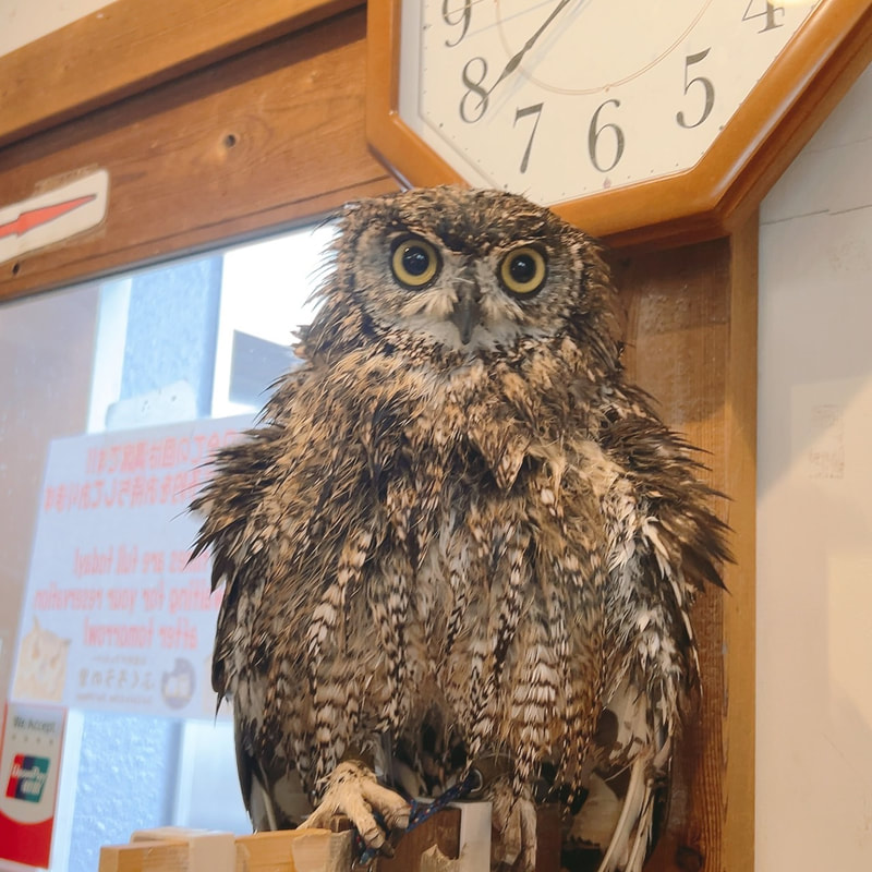 African Eagle Owl - cute - touching - owl - owl cafe - Harajuku - Tokyo - Shibuya  ₋popular - voting 