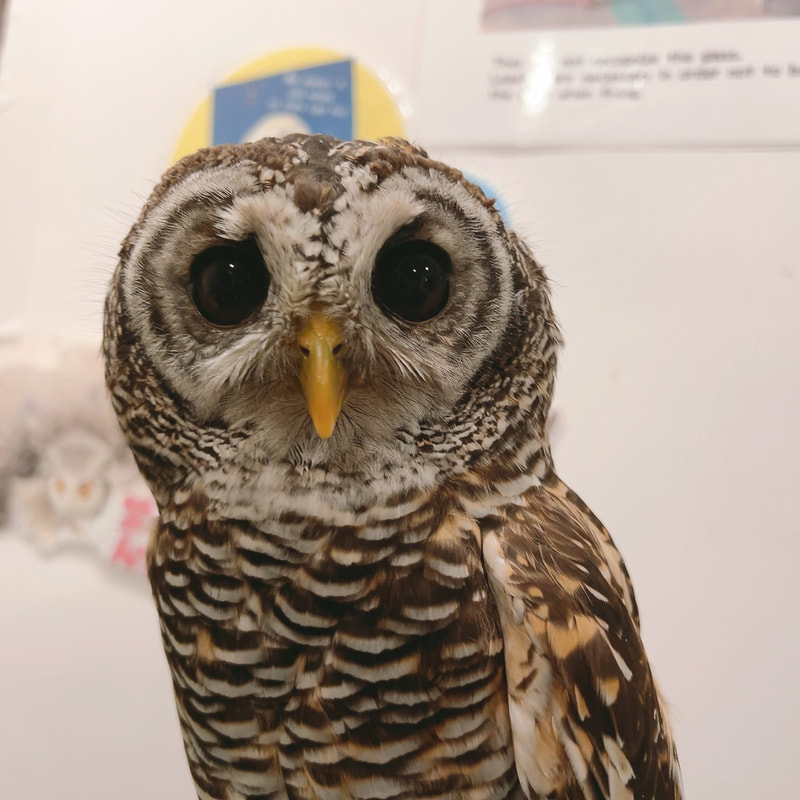 Chaco Owl - cute - raptors - eyebrows - owl - owl cafe - Harajuku - Tokyo - Shibuya - ₋ owl village