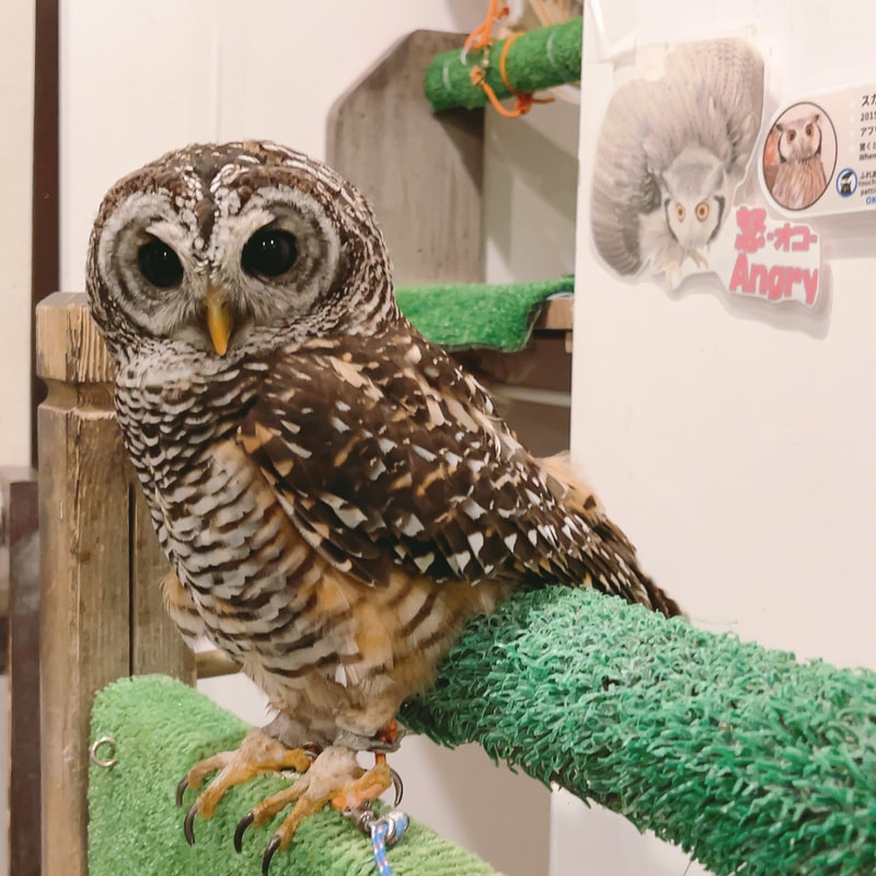 Chaco Owl - cute - raptors - eyebrows - owl - owl cafe - Harajuku - Tokyo - Shibuya - ₋ owl village ₋ sitting 