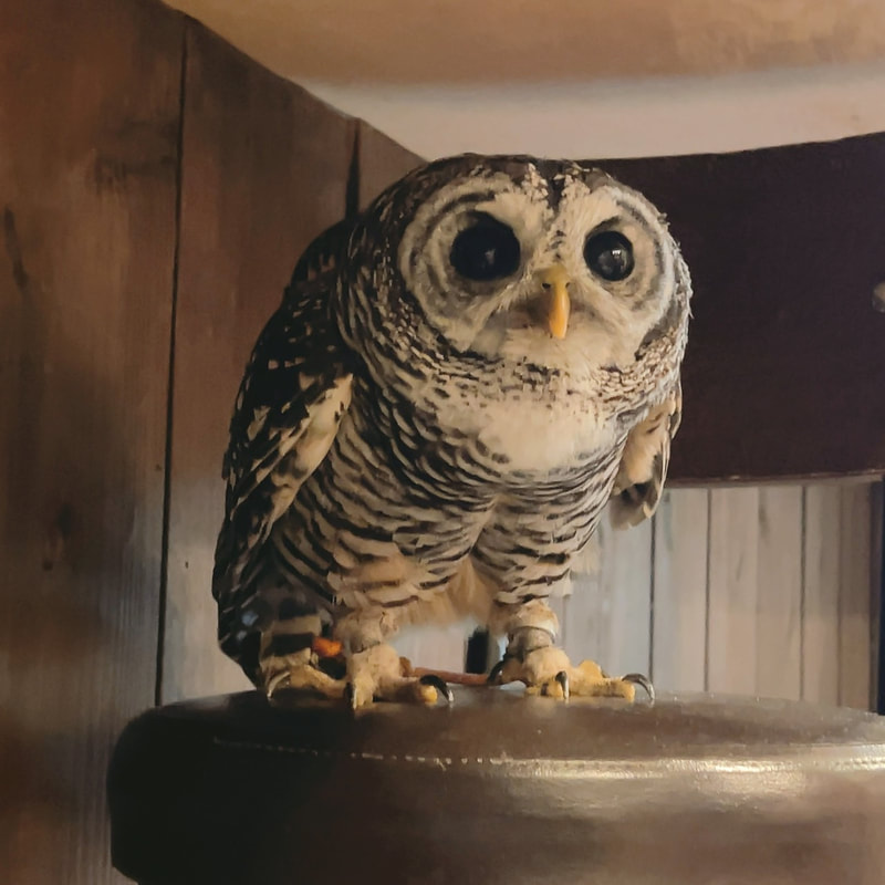 Chaco Owl - cute - raptors - eyebrows - owl - owl cafe - Harajuku - Tokyo - Shibuya - ₋ owl village ₋ sitting - hide and seek