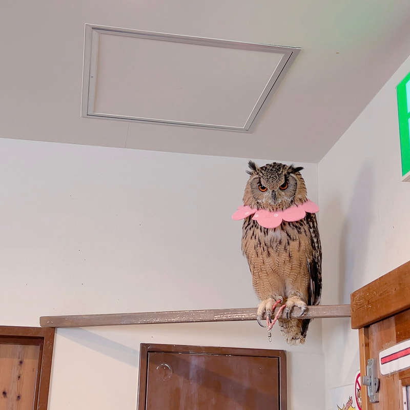 Rock Eagle Owl - Eurasian Eagle Owl - cute - fluffy - Owl Cafe - Harajuku₋ Shibuya₋ Tokyo - Japan₋ Owl Village ₋heating season-Elizabethan collar-Love