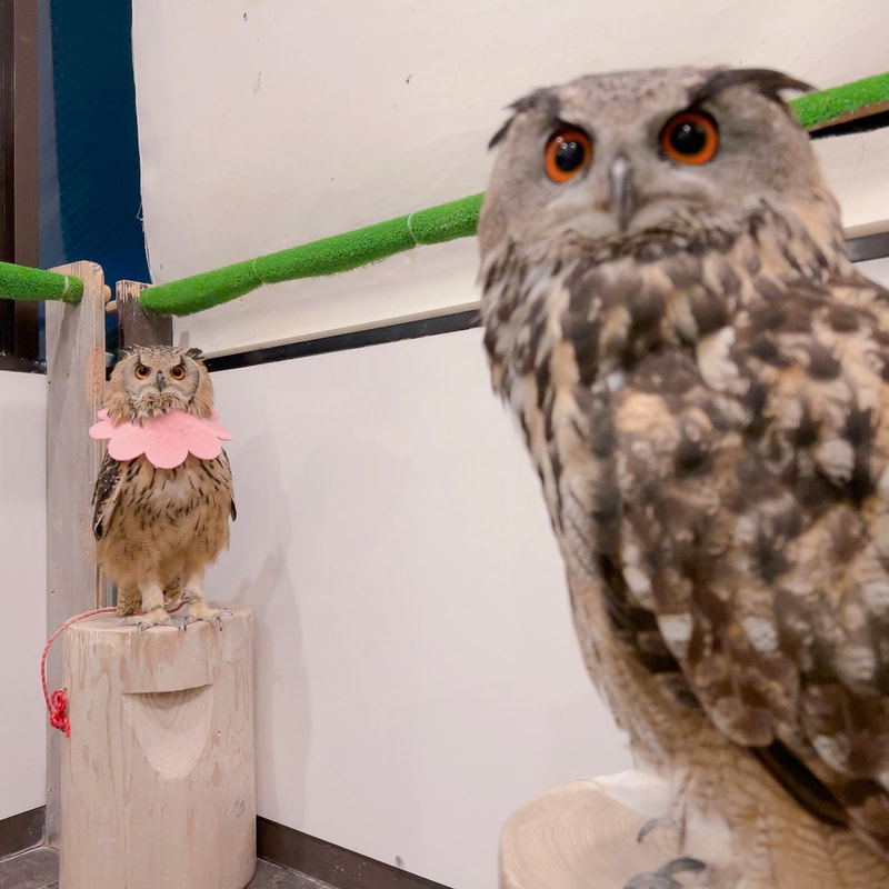 Rock Eagle Owl - Eurasian Eagle Owl - cute - fluffy - Owl Cafe - Harajuku₋ Shibuya₋ Tokyo - Japan₋ Owl Village ₋heating season-Elizabethan collar-Love-Maidens₋One love