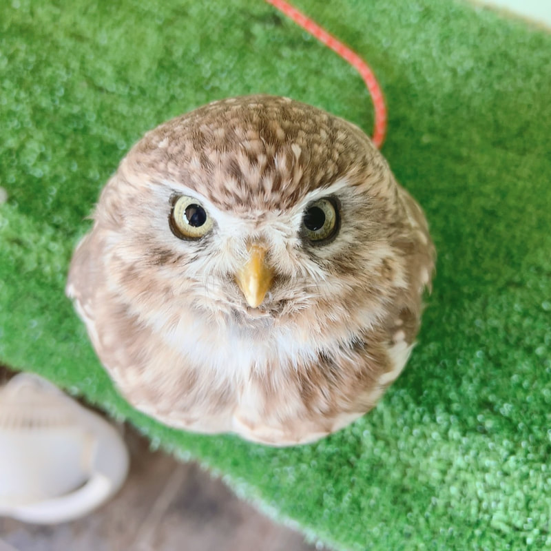 Little Owl - cute - Owl Village₋ Owl Cafe - Harajuku₋ Shibuya₋ Tokyo - Japan₋ Popularity Poll