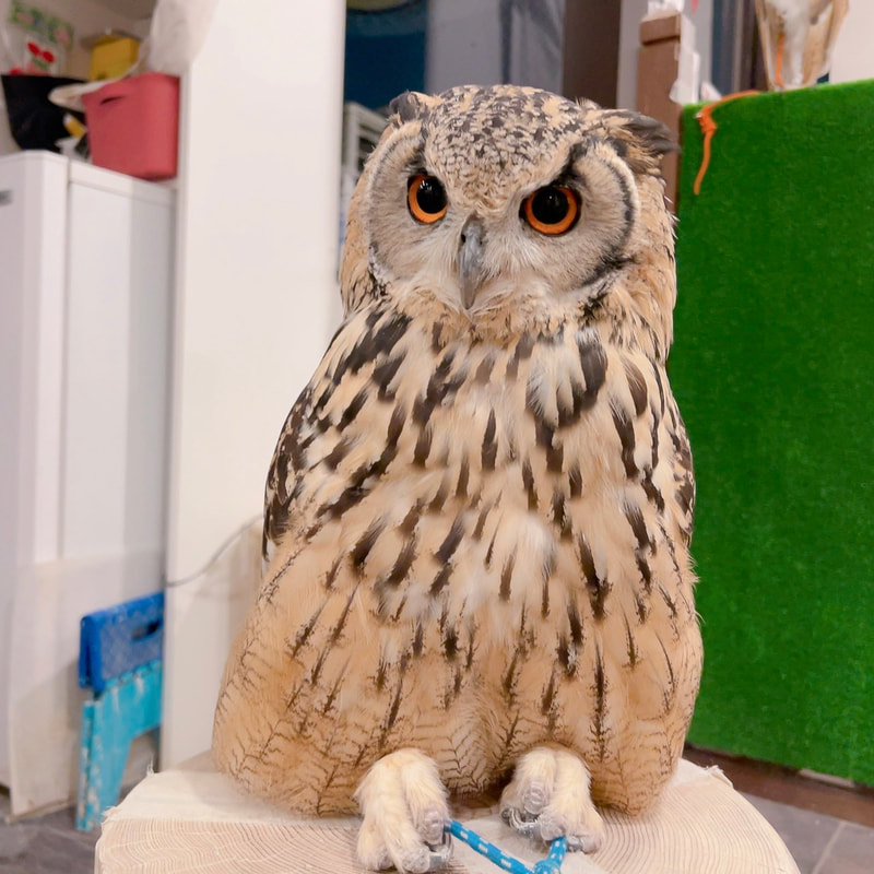 Little Owl - cute - Owl Village₋ Owl Cafe - Harajuku₋ Shibuya₋ Tokyo - Japan₋ Popularity Poll₋ Rock Eagle Owl 