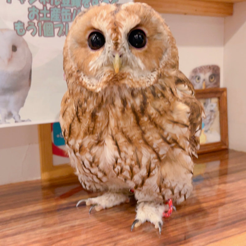 Little Owl - cute - Owl Village₋ Owl Cafe - Harajuku₋ Shibuya₋ Tokyo - Japan₋ Popularity Poll₋ Rock Eagle Owl - Tawny Owl -Barn Owl