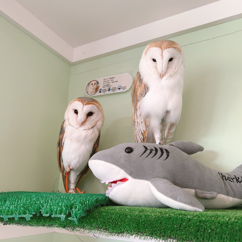 Little Owl - cute - Owl Village₋ Owl Cafe - Harajuku₋ Shibuya₋ Tokyo - Japan₋ Popularity Poll₋ Rock Eagle Owl -Barn Owl