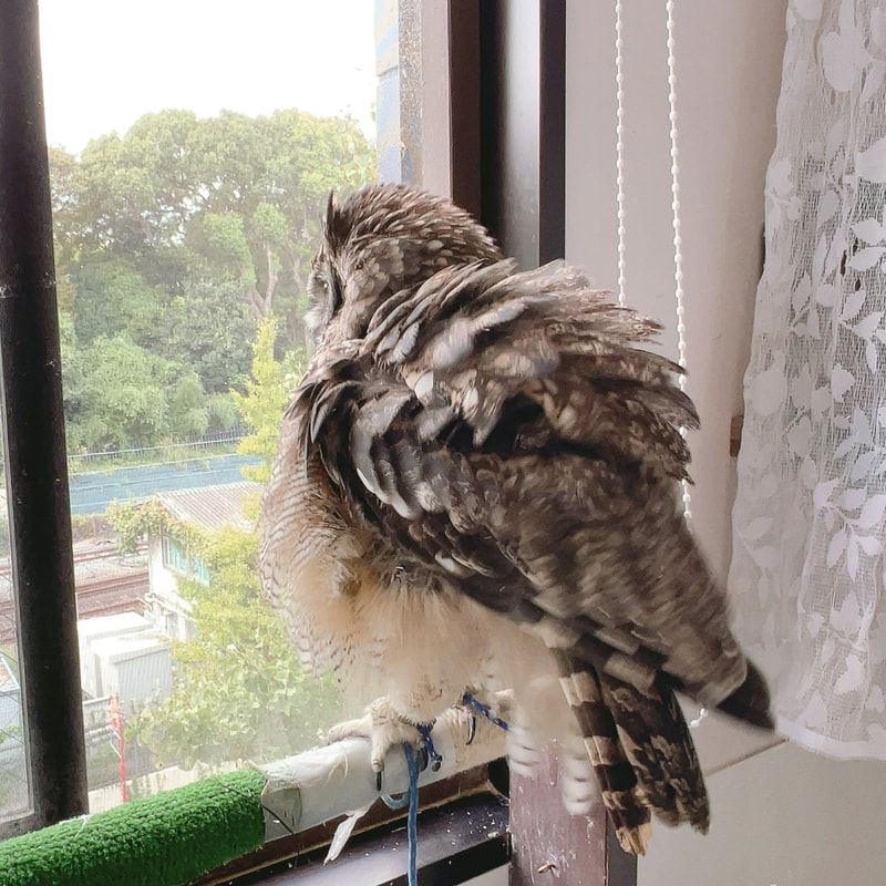 Chaco Owl - Spotted Owl - White Faced Scops Owl - Cute - Owl Cafe - Harajuku₋ Owl Village₋ Tokyo₋ Shibuya