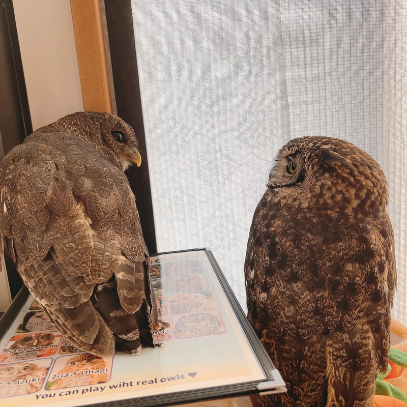Sptted Eagle Owl - Mottled Owl - cute - Owl - owl Cafe - Harajuku₋ Shibuya₋ Tokyo₋ autumn₋ friend