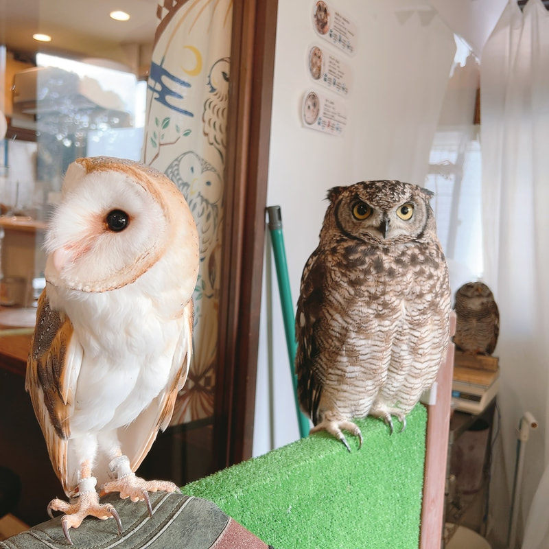 Sptted Eagle Owl - Mottled Owl - cute - Owl - owl Cafe - Harajuku₋ Shibuya₋ Tokyo₋ autumn₋ friend₋ Barn Owl