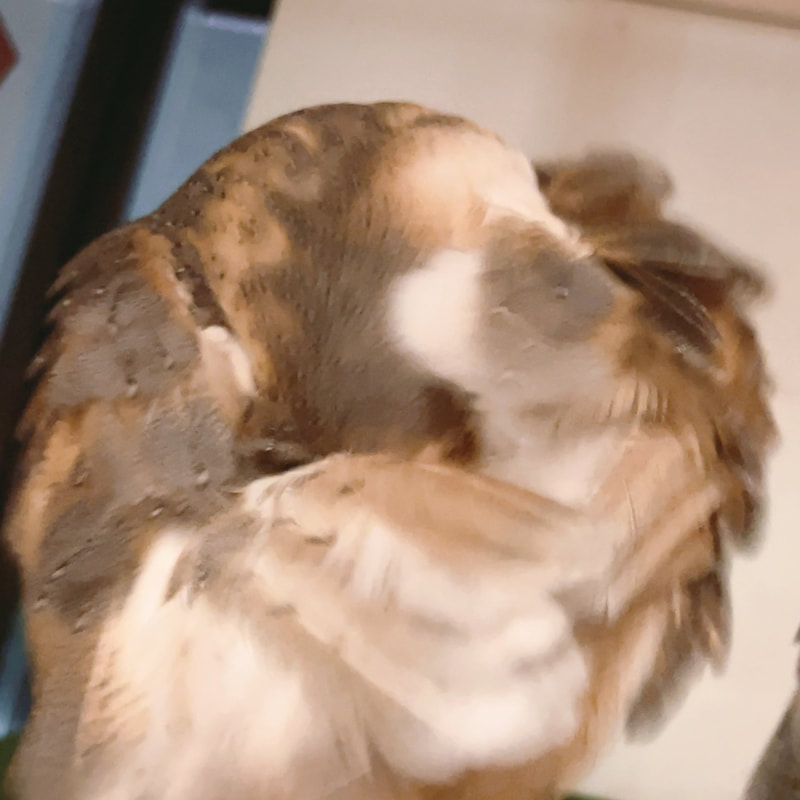 Barn owl - grooming - grooming check - feather change ₋ love - cute - fluffy - stylish - girls ₋ owl cafe - Harajuku ₋ Tokyo ₋ Shibuya