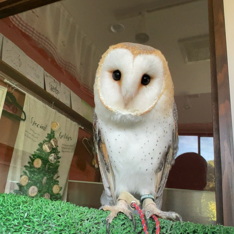 Barn Owl - cute - fluffy - popularity vote ₋ owl cafe - Harajuku ₋ Shibuya - Tokyo 