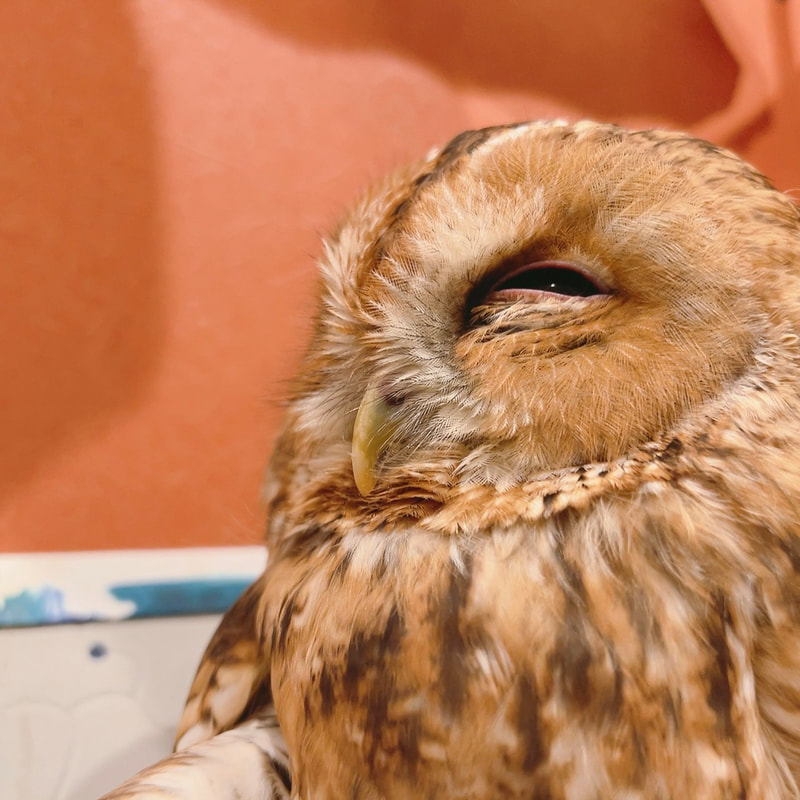 Tawny Owl - Barn Owl - cute - fluffy - popularity vote ₋ owl cafe - Harajuku ₋ Shibuya - Tokyo ₋ Mottled Owl