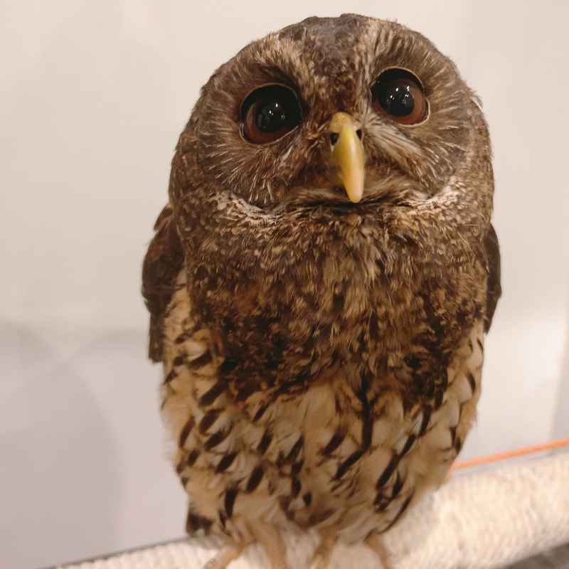 Barn Owl - cute - fluffy - popularity vote ₋ owl cafe - Harajuku ₋ Shibuya - Tokyo ₋ Mottled Owl - herbivore - men