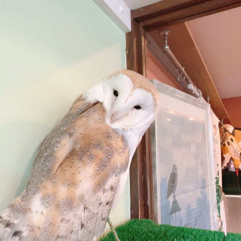 Tawny Owl - Barn Owl - cute - fluffy - popularity vote ₋ owl cafe - Harajuku ₋ Shibuya - Tokyo ₋ Mottled Owl - herbivore 