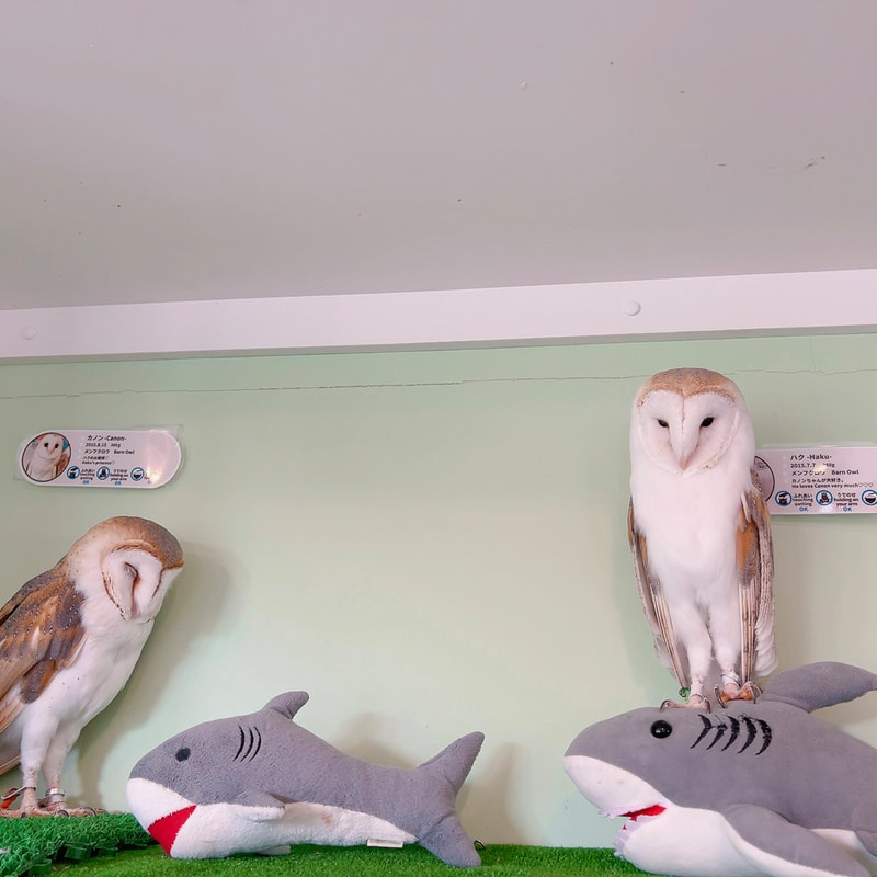Tawny Owl - Barn Owl - cute - fluffy - popularity vote ₋ owl cafe - Harajuku ₋ Shibuya - Tokyo ₋ Mottled Owl - herbivore - men