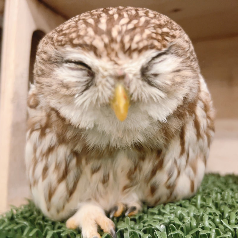 Little owl - cute - fluffy - guessing - owl - owl cafe - harajuku - tokyo - shibuya - smile