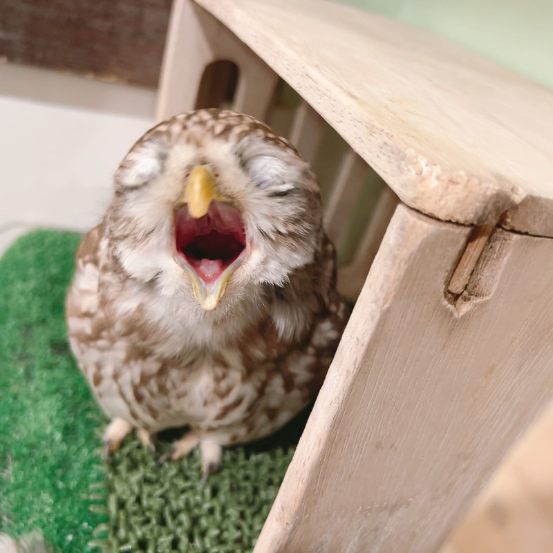 Little owl - cute - fluffy - guessing - owl - owl cafe - harajuku - tokyo - shibuya ₋ perit - smile - sleepy - moody - wink