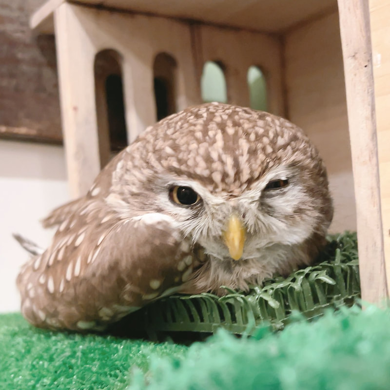 Little owl - cute - fluffy - guessing - owl - owl cafe - harajuku - tokyo - shibuya ₋ perit - smile - sleepy -  wink