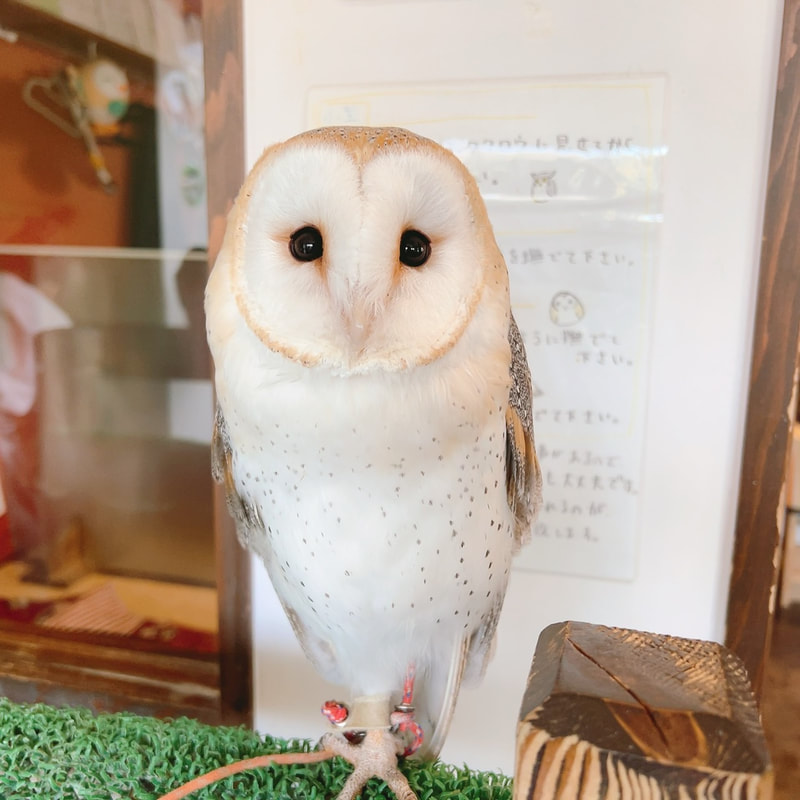 Nambay chick owls - eyelashes - barn owl - cute - owl village ₋ owl cafe - harajuku ₋ Shibuya ₋ Tokyo - popularity vote ₋ youngest child