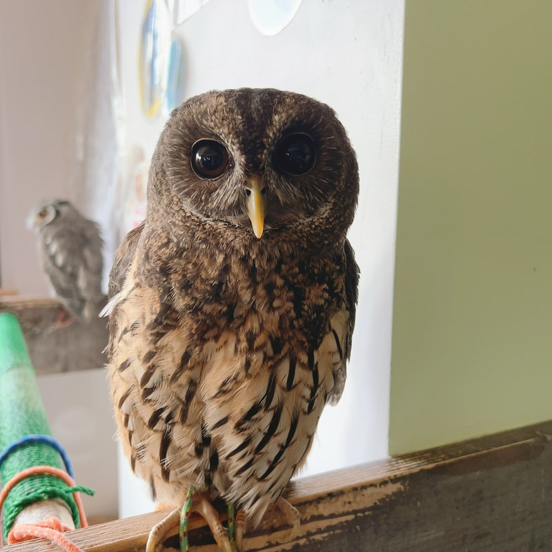 Nambay chick owls - eyelashes - barn owl - cute - owl village ₋ owl cafe - harajuku ₋ Shibuya ₋ Tokyo - popularity vote 