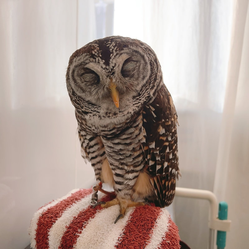 Chaco Owl - cute - Owl Village₋ Owl Cafe - Harajuku₋ Shibuya - Tokyo₋ Tickets - holiday prices